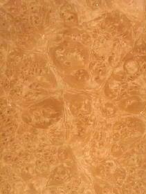 Link to Maple Burl Veneer Product Page